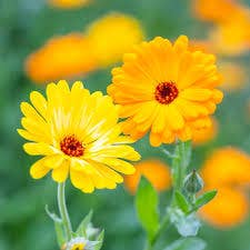 Calendula