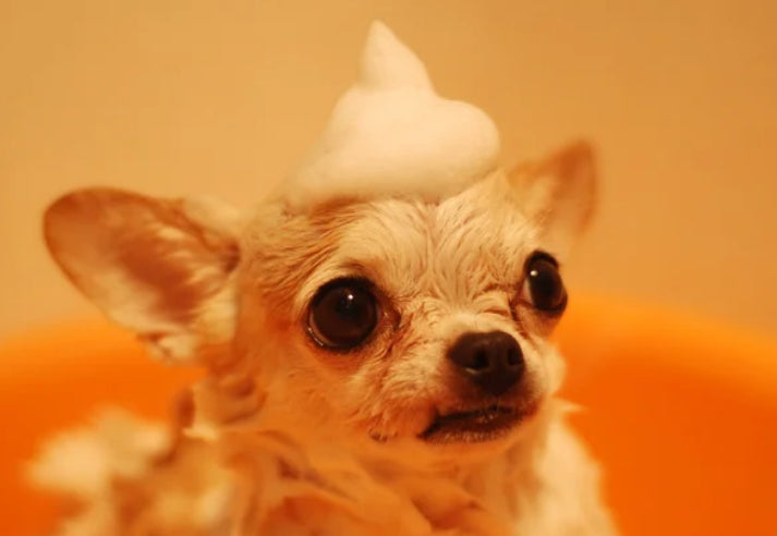 Pet Health