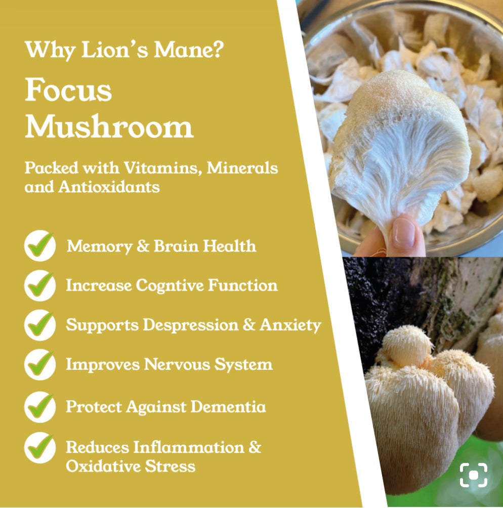 NTURE Lions mane capsules