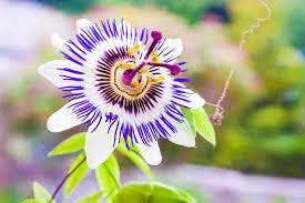 Passion Flower